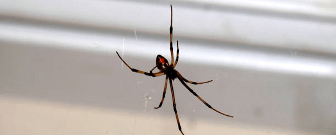 Efficient spider pest control services