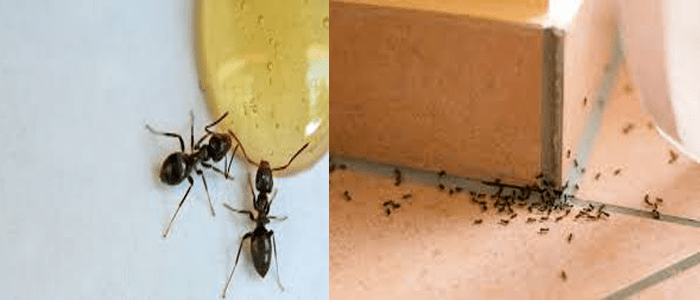 Professionals Ant Control Services